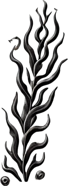 Fotograf&iacute;a Pro